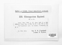 Gloeosporium equiseti image